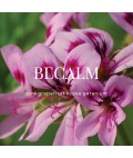 Shower Steamer | Becalm | 3 Pack
